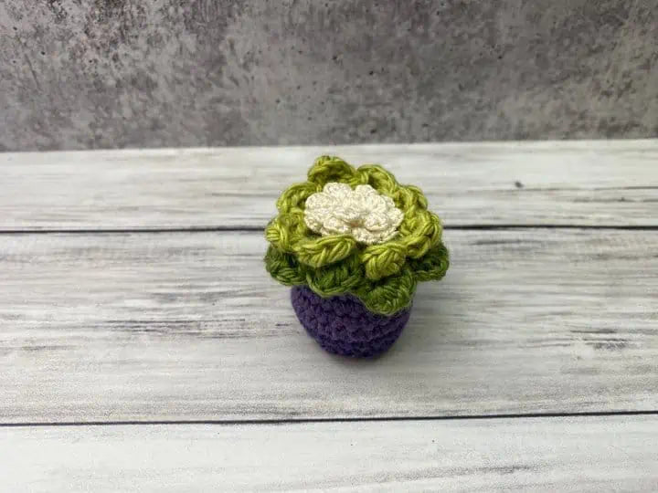 Mini Crochet Succulent